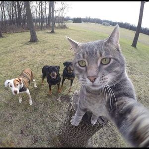 Meet your Posher, Telvis